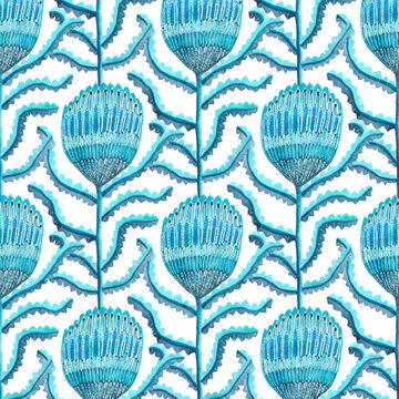 Bright blue Waratah flowers on a white background.