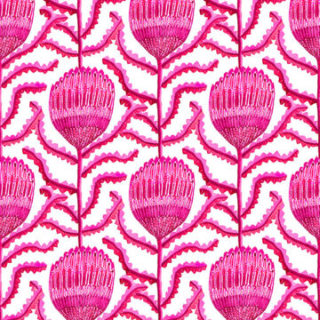 Bright pink Waratah flowers on a white background.