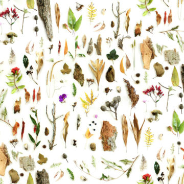 Custom Fabric 'Australian Bushland Found Collection' by Thistle and Fox